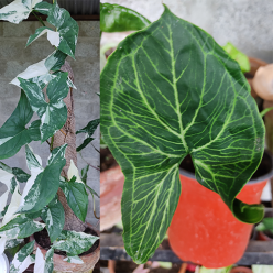 Singonium-Albo-verigatamGreen-Gold