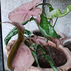Singonium-Pink-Allusion