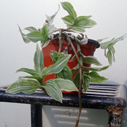 Wandering-Jew-White